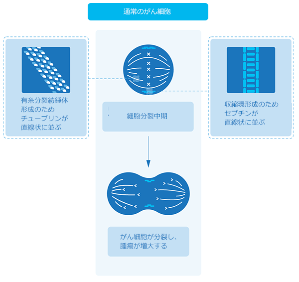 通常のがん細胞