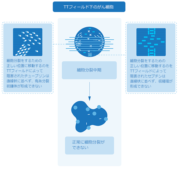 TTフィールド下のがん細胞